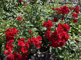 Alpenglüchen, S(Bod) ADR