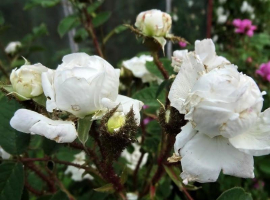 Centifolia Muscosa Blanche Moreau Rose, Moss