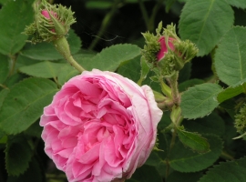 Chapeau de Napoleon / Cristata, C