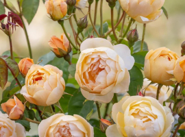 2025 UUS! Dannahue, S