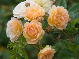 Ghislaine de Féligonde, Hyb. Mussk, Rambler