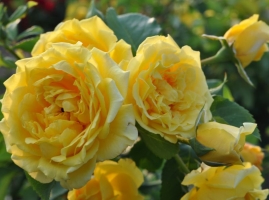 Golden Gate ADR, CLI