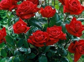 Roosipuu Ingrid Bergman