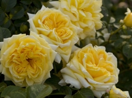 Nadia Meillandecor, S(Bod)