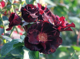 2025 UUS! Pretty Black, S(Bod)