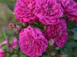 Purple Rain, S(Bod)  ADR