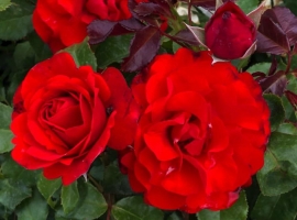 Noafeuer / Heidefeuer, F, S)B0d)