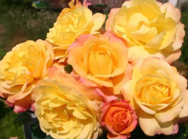 2025 UUS! Rose der Hoffnung, F