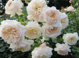 2025 UUS! Lichfield Angel, S