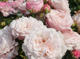 2025 UUS! Rosenfaszination, F