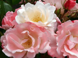 2025 UUS! Roseromantick, F