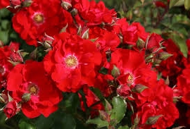 Roter Korsar, S  ADR