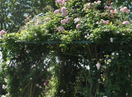 2025 UUS  Scarman´s Himalayan Musk, Rambler