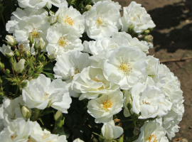 2025 UUS! Schneeflocke, F, S(Bod), ADR