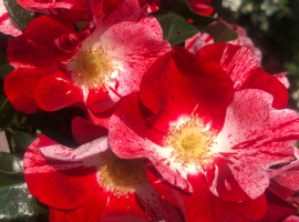 2025 UUS! Simsalabim, S(Bod) ADR