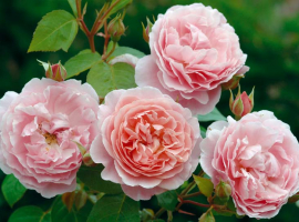 Strawberry Hill, S, CLI