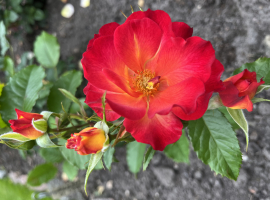 2025 UUS! Summer of Love F,  ADR