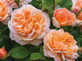 The Lady Gardener, S