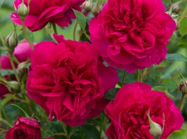 Thomas ´a Becket, S