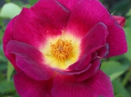 Weg der Sinne, S(Bod)  ADR